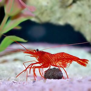 Peppermint-Shrimp1