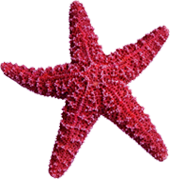 starfish2