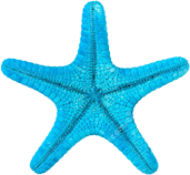 starfish5